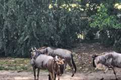 IMG-20250801-WA0013