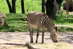 IMG-20250801-WA0014
