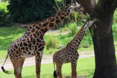 IMG-20250801-WA0018
