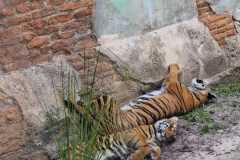 IMG-20250801-WA0034