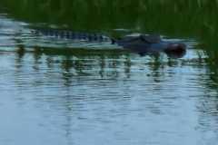 IMG-20250810-WA0008