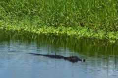 IMG-20250810-WA0009