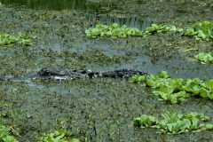 IMG-20250810-WA0010