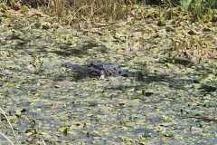 IMG-20250810-WA0012