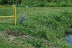 IMG-20250810-WA0015