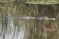 IMG-20250810-WA0017