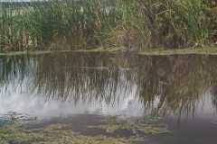 IMG-20250810-WA0018