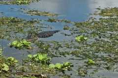 IMG-20250810-WA0021