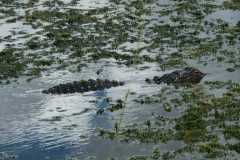 IMG-20250810-WA0022
