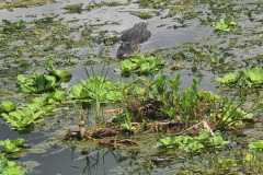 IMG-20250810-WA0040
