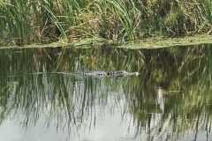 IMG-20250810-WA0041