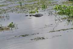 IMG-20250810-WA0042