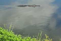 IMG-20250810-WA0047
