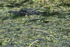 IMG-20250810-WA0048
