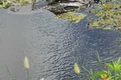 IMG-20250810-WA0049