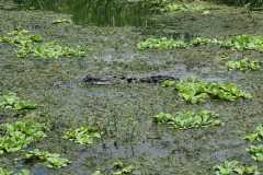 IMG-20250810-WA0050