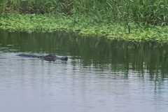 IMG-20250810-WA0052